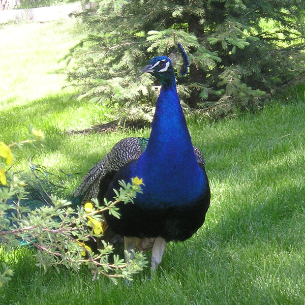 Domestic Peafowl