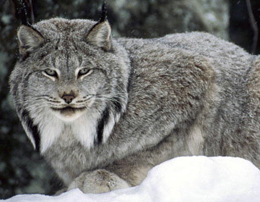 Zoo Idaho - Wild Winter Wildlife