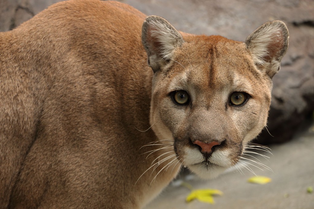 Zoo Idaho - Cougar Fact Sheet