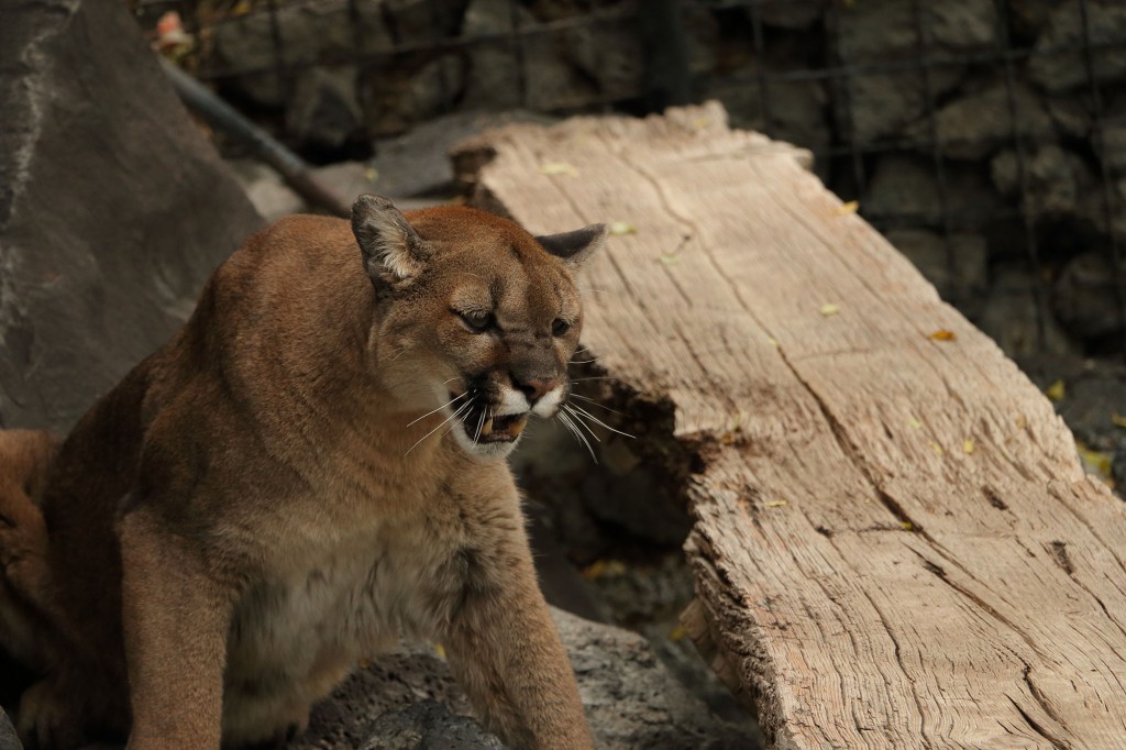 Zoo Idaho - Cougar Fact Sheet