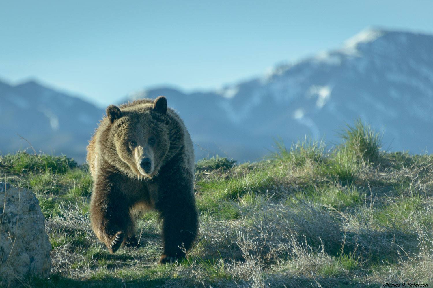 Grizzly bear, Weight, Habitat, & Facts
