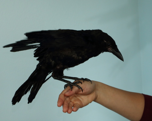 American Crow