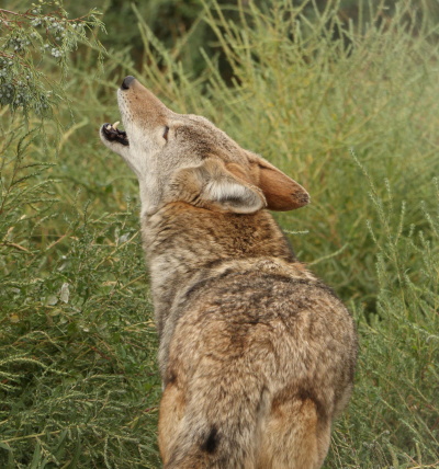 el zoologico safari