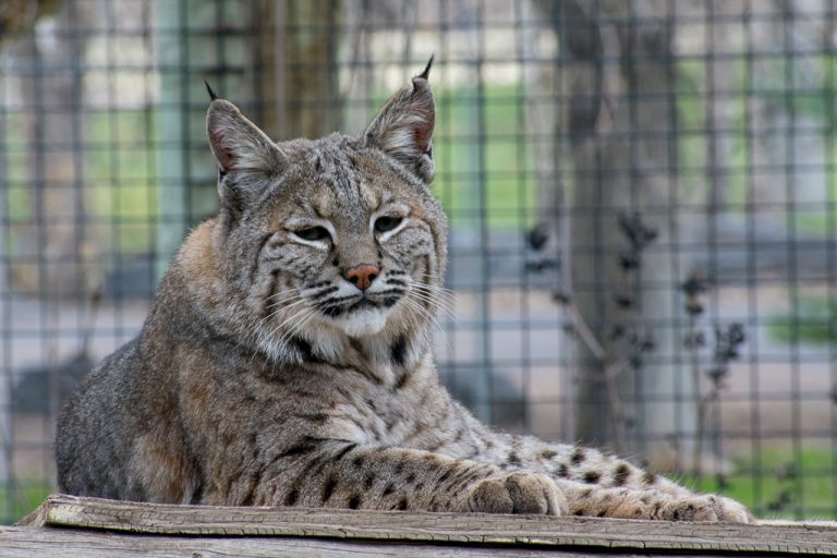 bobcat indiana zoo