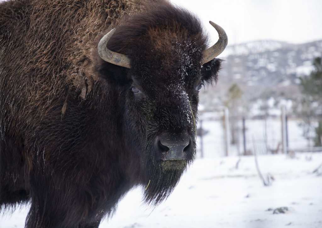 Zoo Idaho - American Bison Fact Sheet