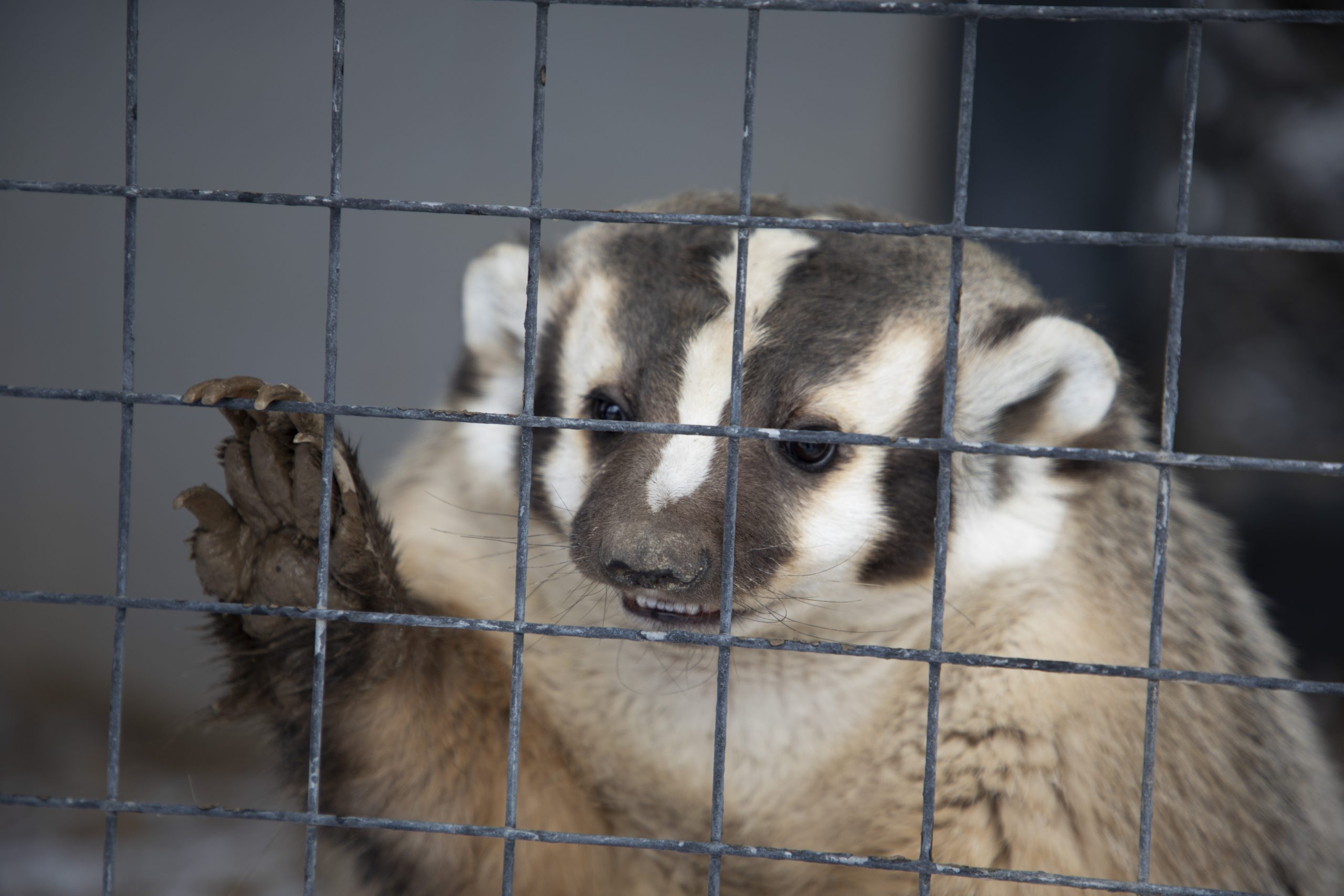 Zoo Idaho American Badger Fact Sheet