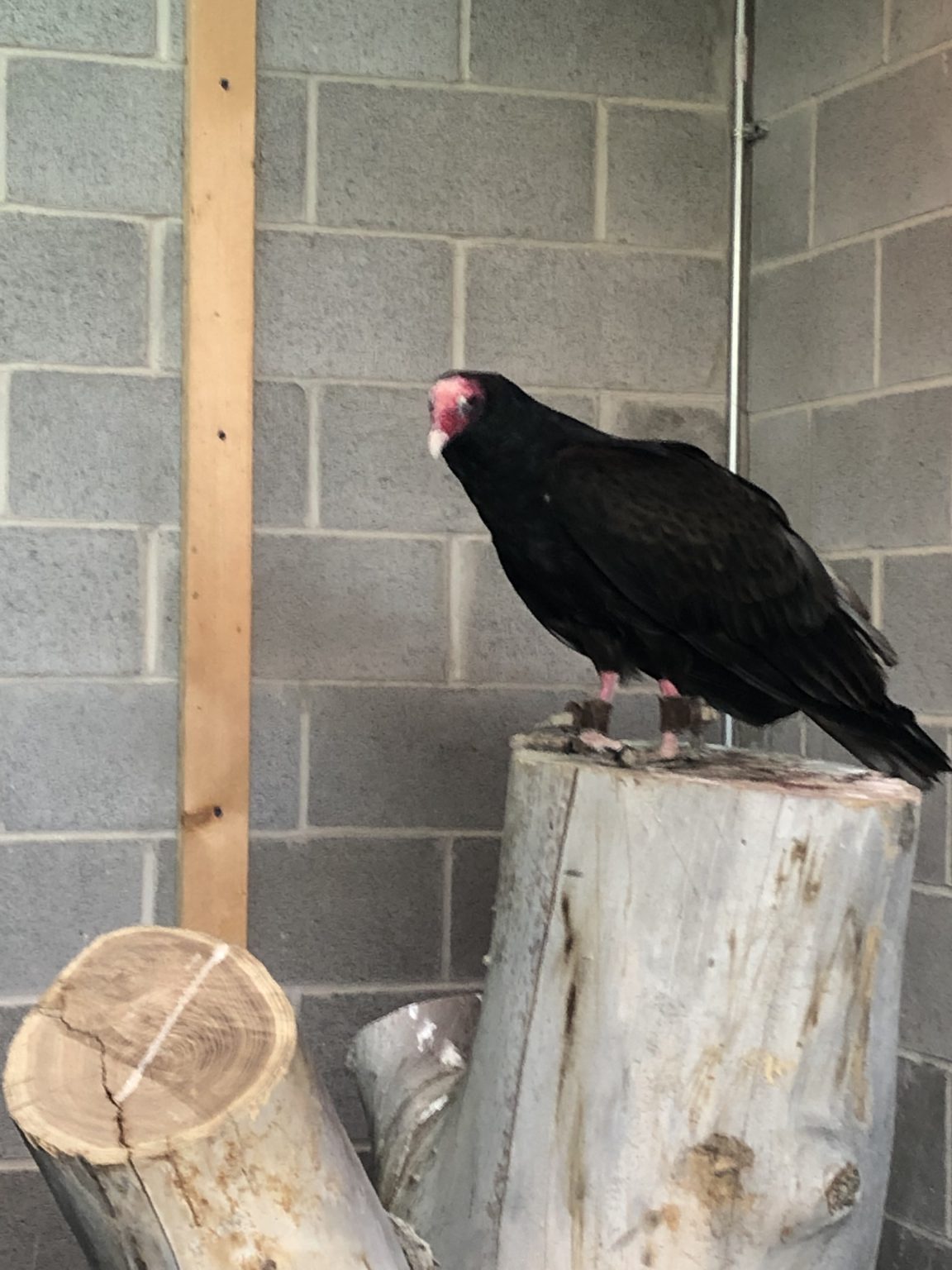 Zoo Idaho - Turkey Vulture Fact Sheet