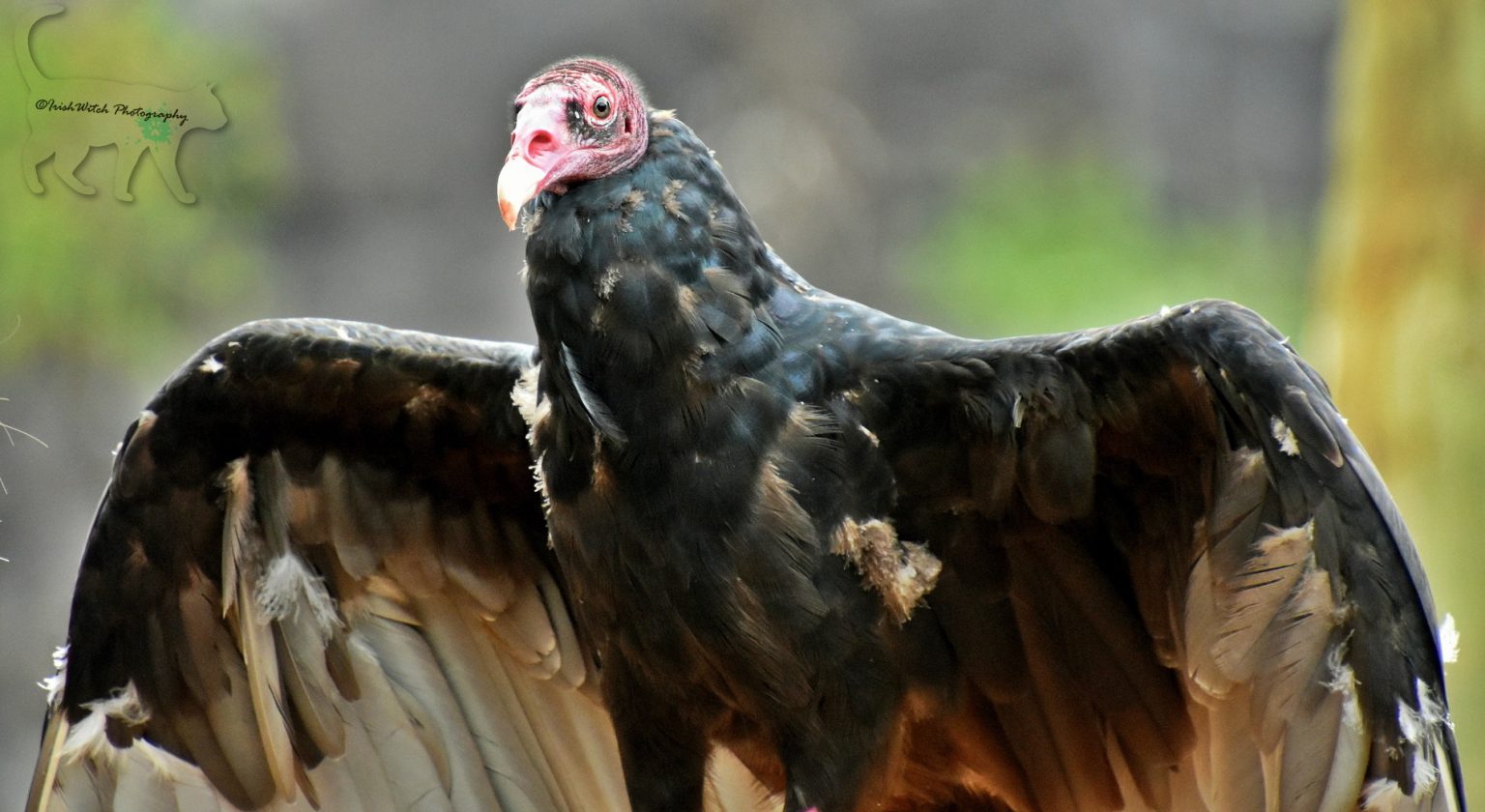 Zoo Idaho - Turkey Vulture Fact Sheet