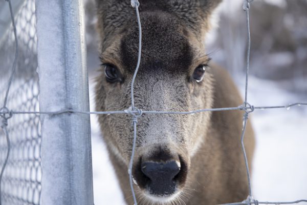 zoo-idaho-mule-deer-fact-sheet
