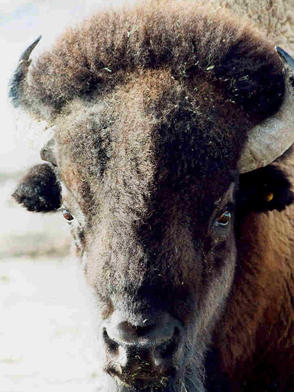 The face of a bison