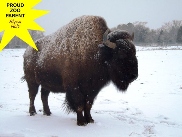 A bison standing in the snow