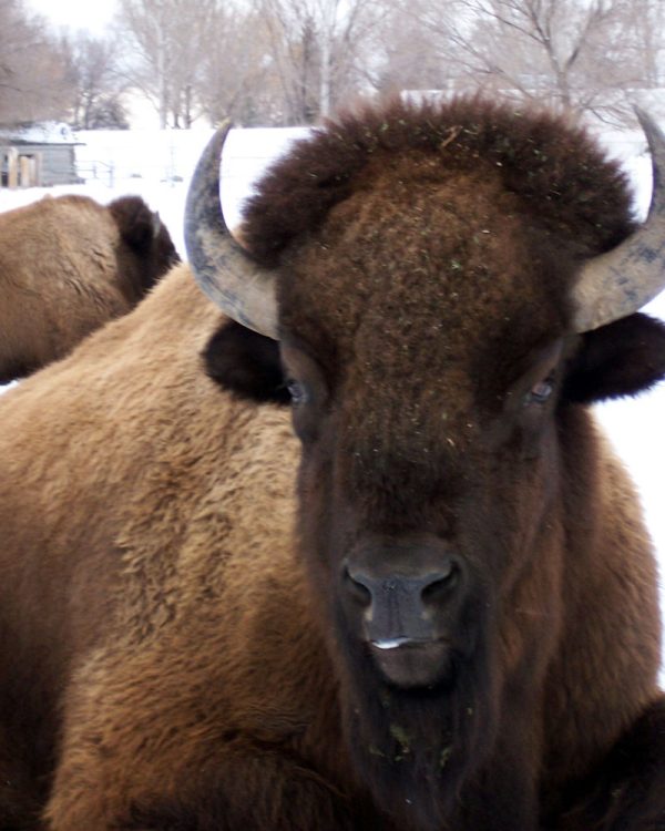 A bison with two horns standing in the snow