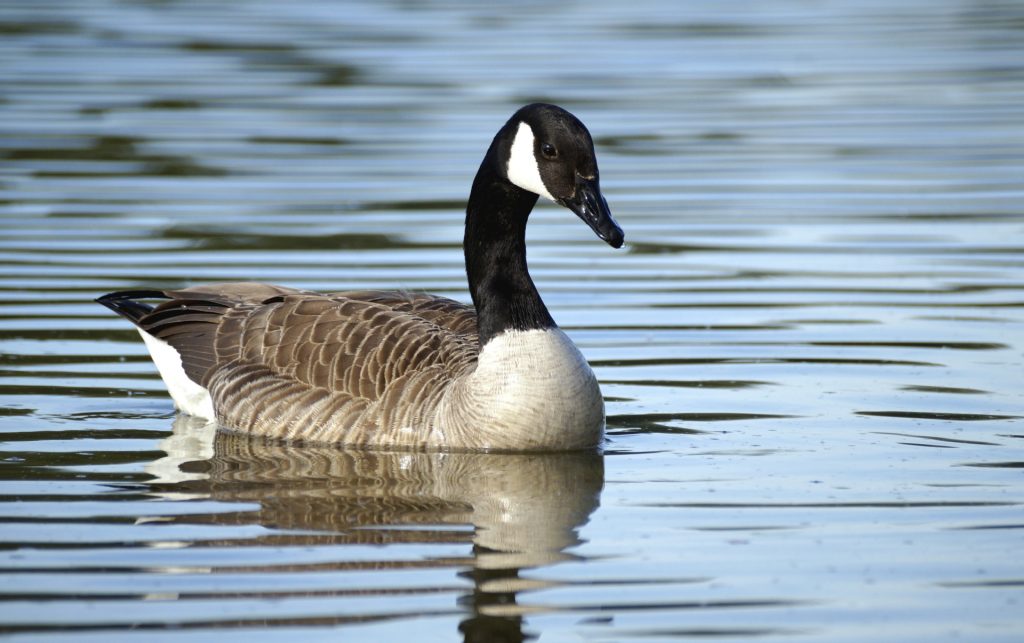 Canada Goose